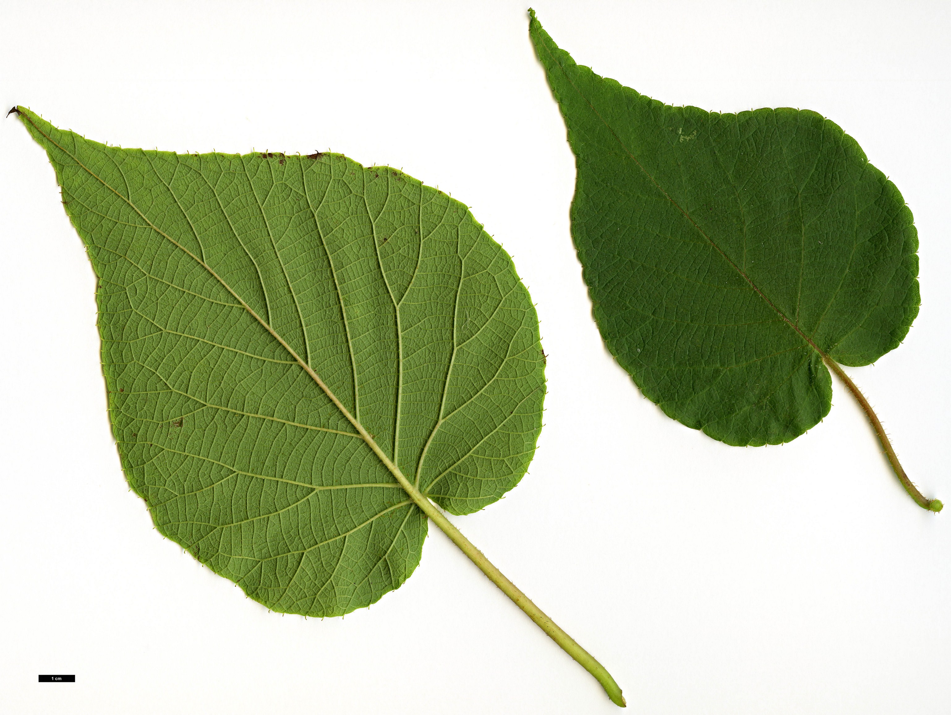 High resolution image: Family: Actinidiaceae - Genus: Actinidia - Taxon: setosa